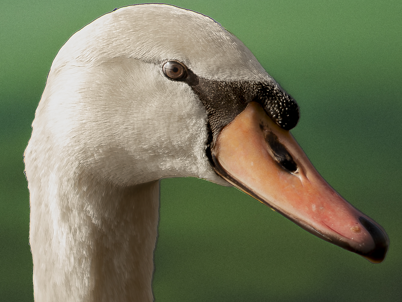 Schwan Portrait Schwan Portrait