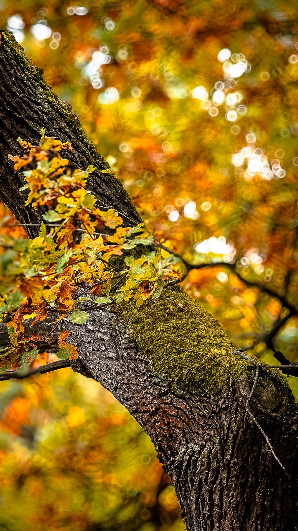 Baum mit Moos bewachsen Wald Baum Moos