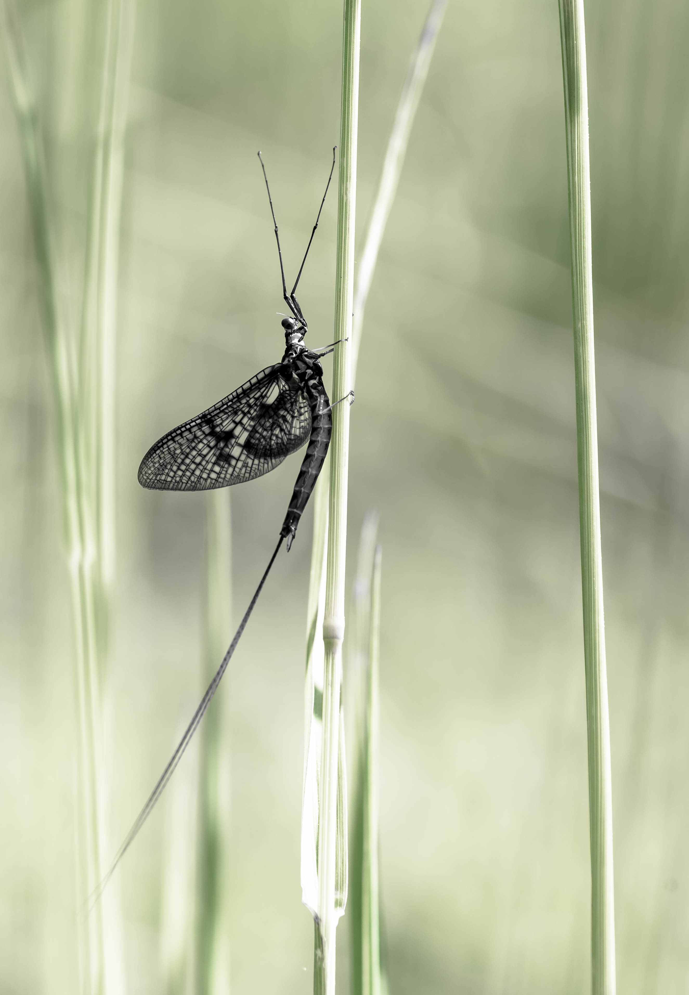 Eintagsfliege Eintagsfliege an Grashalm