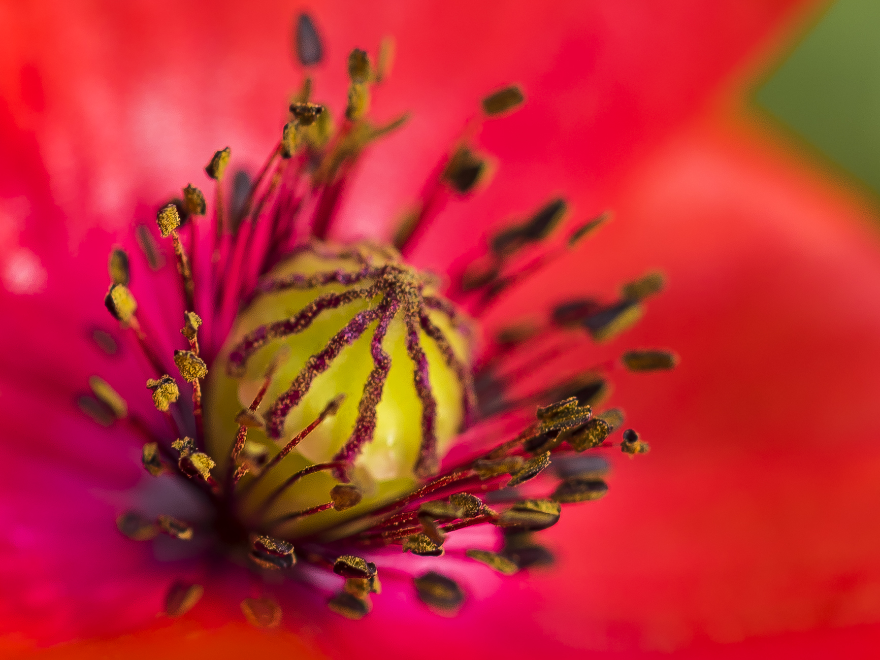 Klatschmohn Klatschmohn