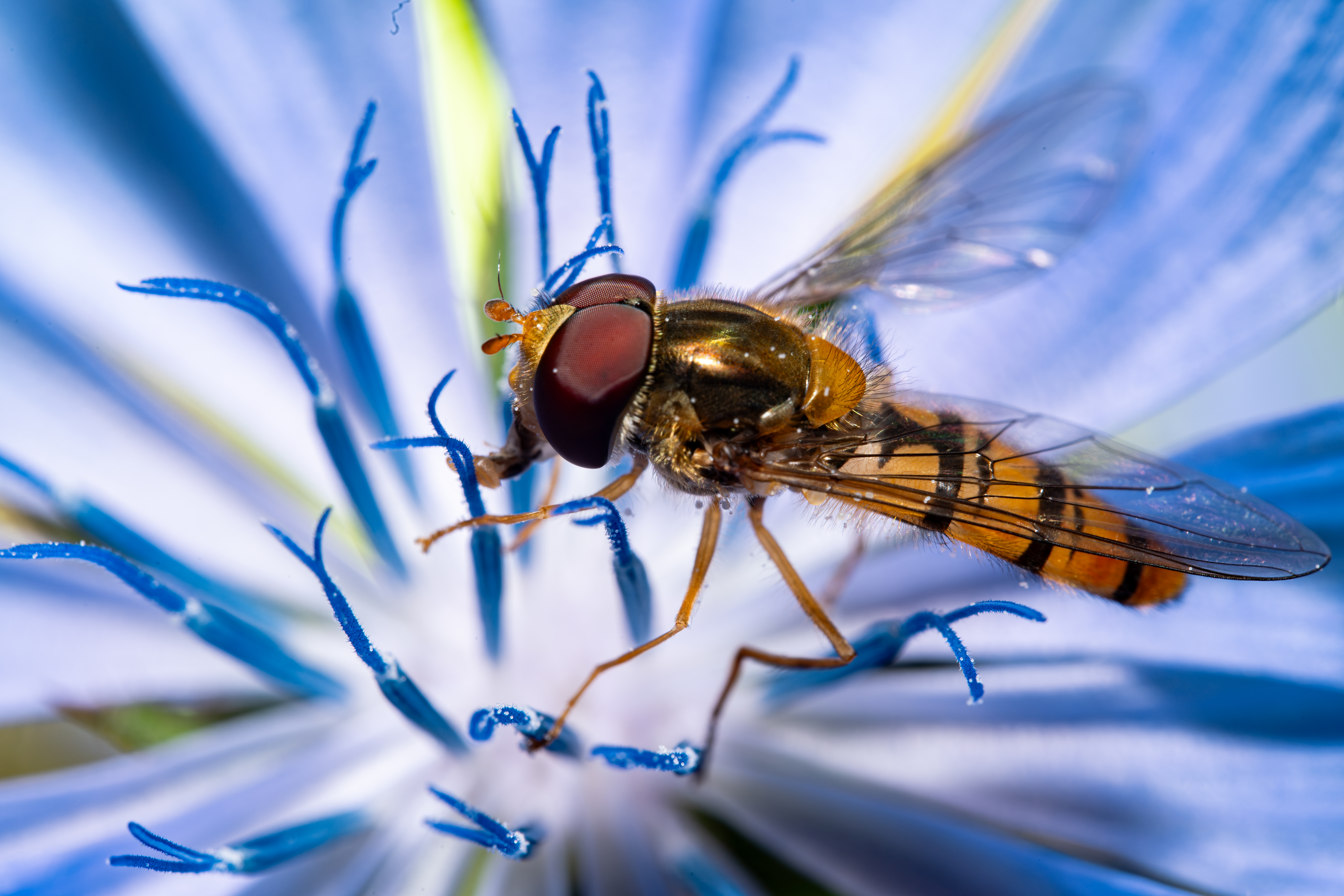 Out of the blue Schwebfliege in blauer Blüte
