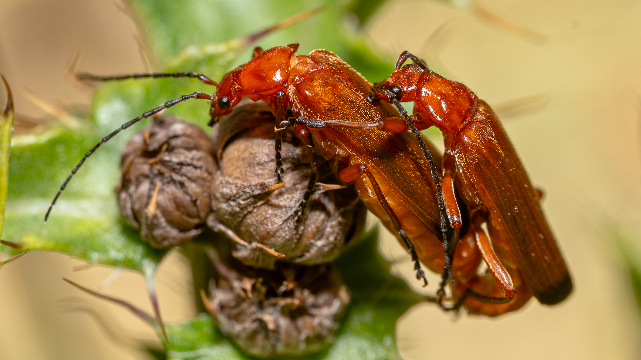 Rote Weichfliegen Rote Weichfliegen