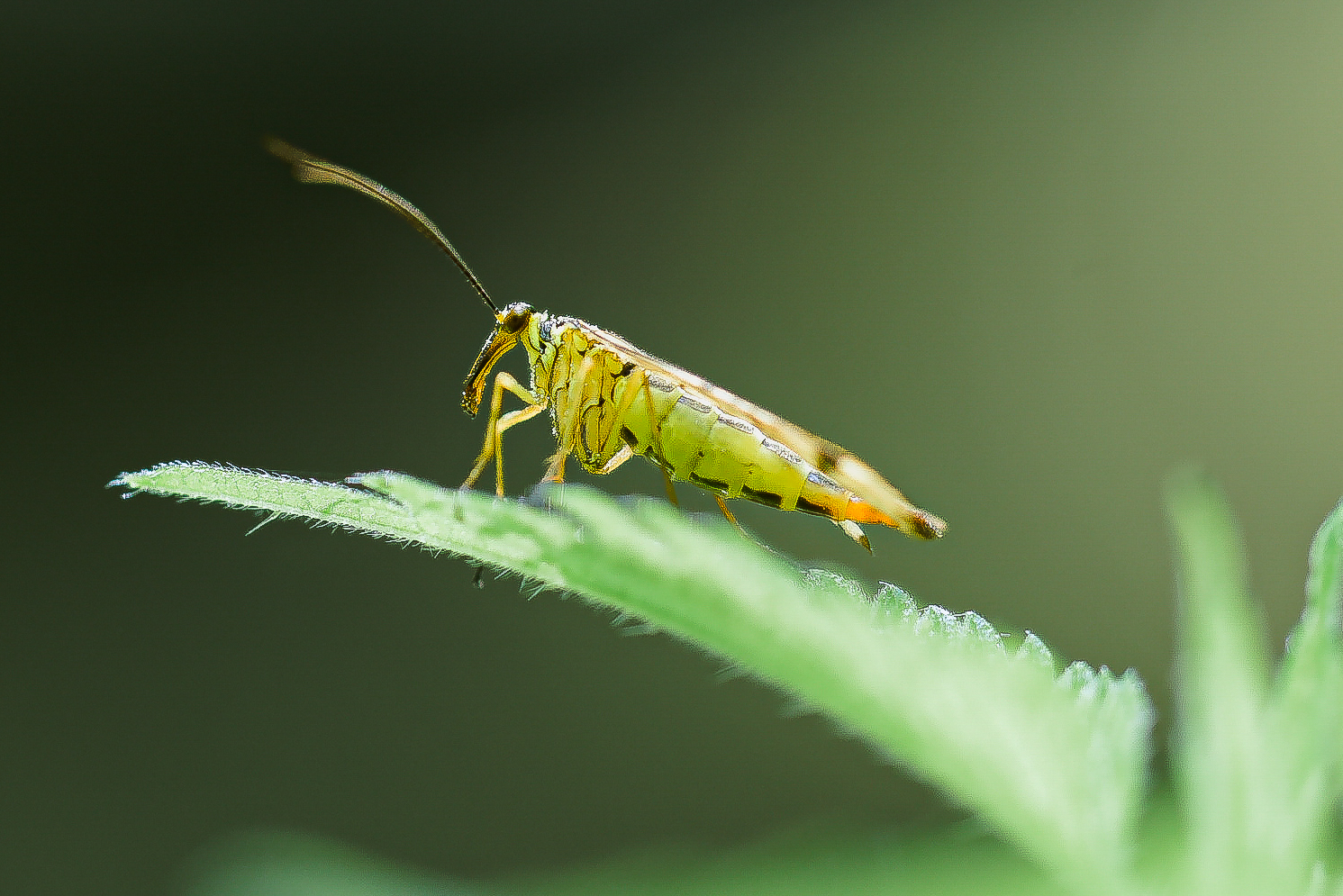Skorpionfliege Skorpionfliege