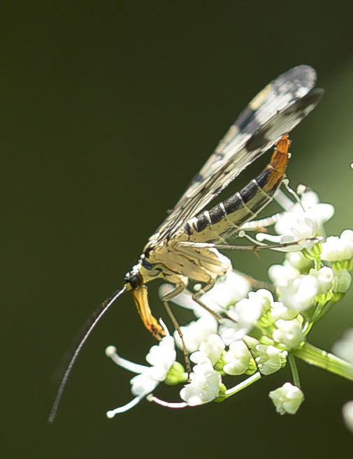 Hainschwebfliege