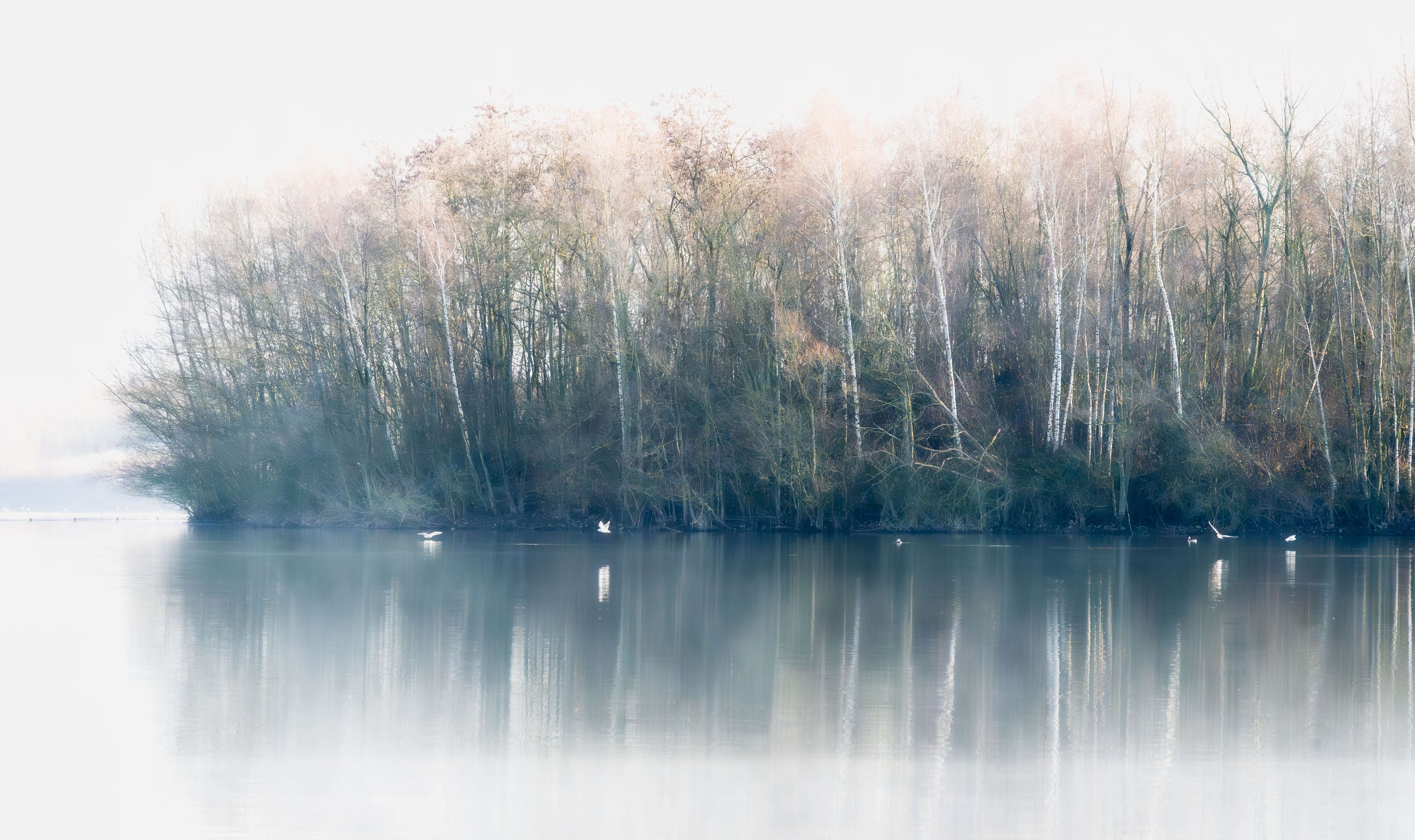 Vogelinsel Elbsee Nebel Vogelinsel Elbsee Nebel