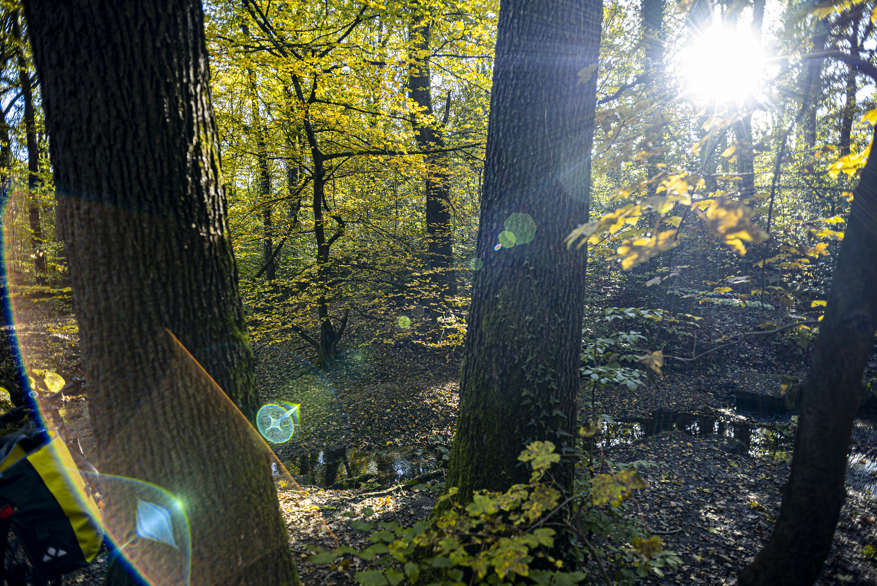 Wald Bäume Lensflare Wald Bäume Lensflare