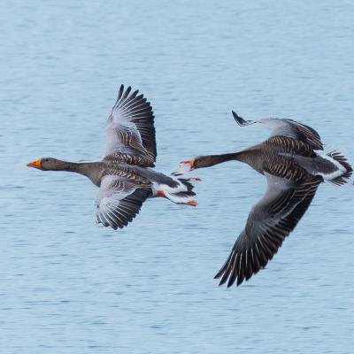 Grauganse Oerksee Crop