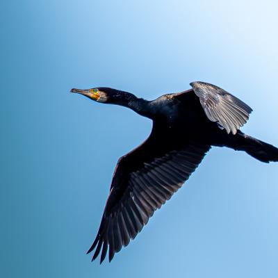 Kormoran Flug