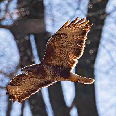 Mausebussard