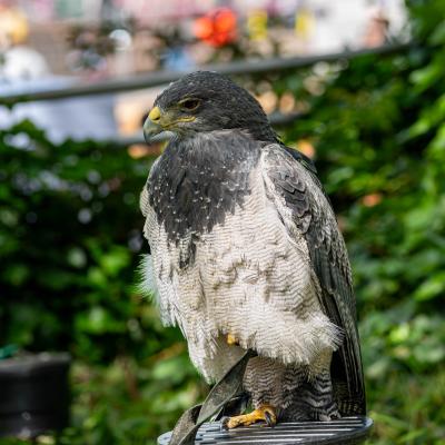 Monheim Flugschau Kordillernenadler