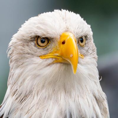 Monheim Flugschau Steinadler Starmodel