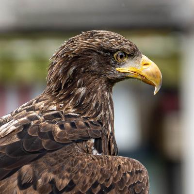 Monheim Flugschau Steinadler Wartet