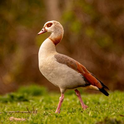 Nilgans Sunlight 