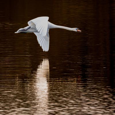 Swan Elbsee 